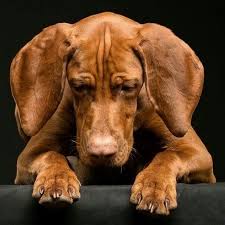 Vizslas are originally from hungary. Hungarian Vizsla Photo Cropped Vizslafotozas Hu Via Pinterest Com Vizsla Vizsla Dogs Vizsla Puppies