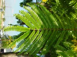 Image result for Peltophorum pterocarpum