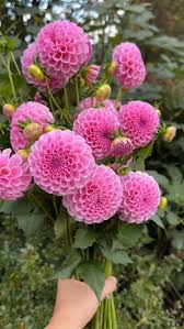 Image result for Stolzia