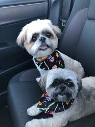 Wagging tails pet resort inc. Wagging Tails Pet Resort 79 Photos 83 Reviews Pet Sitting 2066 E Southern Ave Tempe Az Phone Number