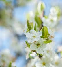 Check spelling or type a new query. Plum Trees For Sale Prunus Domestica Buy Plum Trees Online Uk