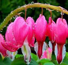 Tumblr Bleeding Heart Flower Love Flowers Bleeding Heart