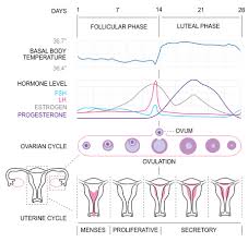 basal body temperature for pregnancy and trying to conceive