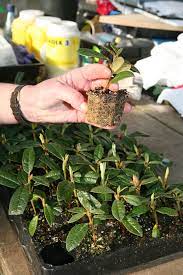 The incident illustrates how responsive rhododendrons can be to even severe pruning. Rhododendron Propagation Burncoose Nurseries