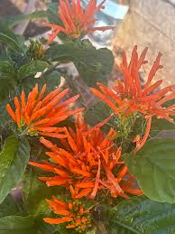 Image result for Justicia petiolaris