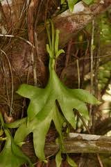Image result for Ascolepis trigona