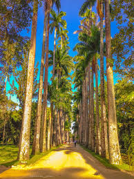Recorrido Por El Jardin Botanico Del Parque Nacional Tijuca Rio De Janeiro Brasil Tijuca National Park Singapore Botanic Gardens South America