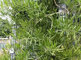 Image result for Adenopodia schlechteri