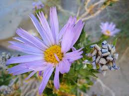 Image result for Xyris asterotricha