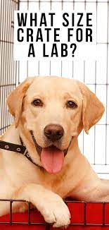 However, when selecting the proper crate for your dog, the size matters more that the weight. What Size Crate For A Lab The Ideal Dimensions For Different Ages Dog Crate Sizes Crate Training Puppy Puppy Crate