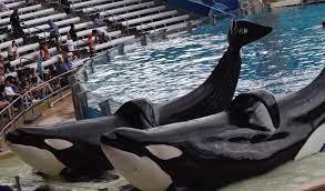 Trua and Makaio This reminds me of one of my favorite pictures of Trua and  Tillie ❤️ #seaworldorlando #orca #killerwhale #shamu #orcaencounter #makaio  #trua
