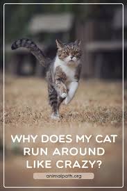 Why Does My Cat Run Around Like Crazy In 2020 Cat Run Cats Run Around