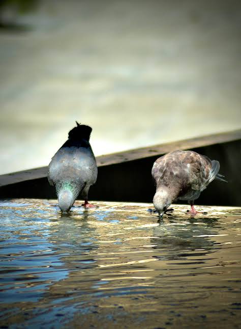 Pigeon near water, for habitat comparison