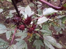 Check spelling or type a new query. Kasiat Bunga Kelopak Rosela Produk Bunga Rosela