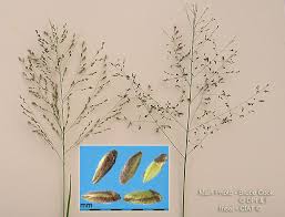 Image result for Panicum coloratum