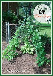 If you do plant a pole variety, without some form of support trellis it will greatly impact the growth and production of your beans. Diy Bean Teepee Is Both Functional And Decorative In A Vegetable Garden