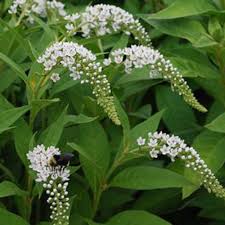 Image result for Lysimachia angustiloba