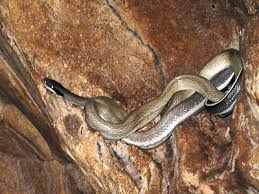 Western rat snakes are found anywhere from north texas to the great lakes and southern canada. Cave Dwelling Snake Orthriophis Taeniurus