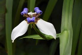 Image result for Polysphaeria harrisii