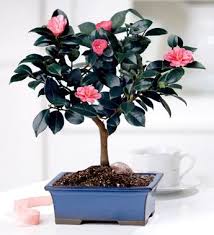 Http Gardenslovers Tumblr Com Post 31864495145 Bonsai Care Bonsai Bonsai Tree Bonsai Tree Care Bonsai Flower