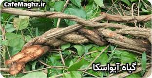چشم سوم چیست و چگونه در کمتر از یک هفته آن را فعال کنیم کافه مغز Ayahuasca Plant Ayahuasca Medicinal Plants