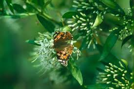 Image result for Pavetta cataractarum