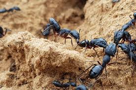 Itulah beberapa cara alami untuk mengatasi gatal karena. Pertolongan Pertama Saat Digigit Serangga