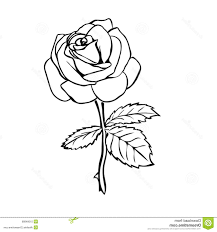 Now that we have completed the bulb of the rose we can draw the stem and leaves. Drawing Rose Drawing Outline With Stem