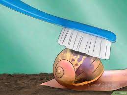 How To Care For Garden Snails Snails In Garden Pet Snails Snail
