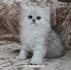 The Ever-so-grand Chinchilla: The Most Adorable Persian ...
