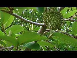 Ini kerana setiap bahagian pokok durian belanda ini boleh dijadikan sebagai bahan dalam bidang perubatan seperti akar, batang, daun, buah dan biji. Cara Buat Air Rebus Daun Durian Belanda Dan Manfaat Daun Durian Belanda Youtube