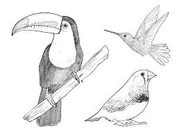 Pencil drawings tumblr outline drawings drawings best friend drawings friends sketch easy drawings girly drawings photo to pencil sketch art. Learn How To Draw A Bird Adobe
