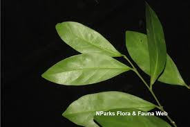 Image result for Suregada procera