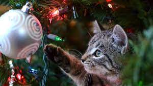 How To Keep A Cat Out Of Christmas Tree Mental Floss