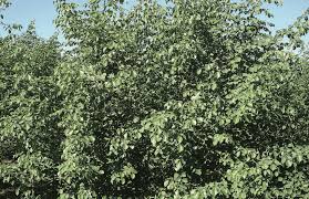 Image result for Dalbergia sissoo