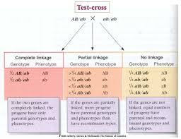 Pin By Jessica Joyce On Genetics Genomics High School Science Genetics Environmental Science