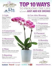 Easy Orchid Care Orchids Orchid Care Growing Plants