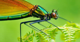 Black And Yellow Dragonfly With Green Eyes Dragonfly Damselfly Dragonfly Mosquito Larvae