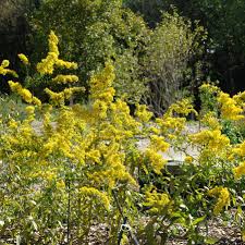 Image result for Solanecio cydoniifolius