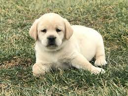 Ben A Male Akc Labrador Retriever Puppy Born In Mansfield Missouri Find Cute Labrador Retriever Pupp Labrador Retriever Labrador Labrador Retriever Puppies