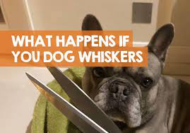 What Happens If You Cut A Dog S Whiskers Off I Find Out