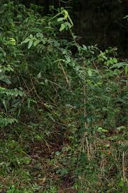 Image result for Monanthotaxis buchananii