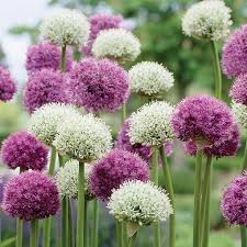 Other plants that deer love include juniper, dogwood and holly. 100 Plants Deer Wont Eat Ideas Plants Deer Resistant Plants Flower Garden