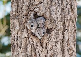 There are about 50 different species of flying squirrel that can be found all around the world. 22 Photos Of Japanese Dwarf Flying Squirrels That Are Beyond Adorable Bored Panda