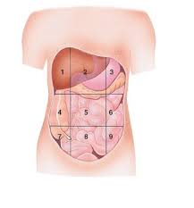 Check spelling or type a new query. Body Regions And Quadrants Flashcards Quizlet