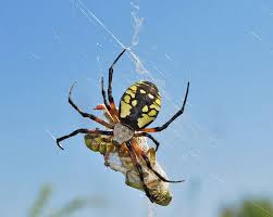 Black And Yellow Striped Spider Black And Yellow Garden Spider Female 1 Garden Spider Insect Species Black N Yellow