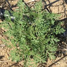 Image result for Carrichtera annua