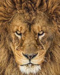 百獣の王 ライオン の珍しい正面からの美しい写真です 運気がアップしそうな気がしませんか 今日から１週間 待受画面にしてみます ライオン アニマルチャンネル 一番好きな動物 ライオン 絵 ライオンの絵 野生動物の写真