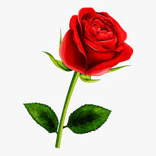 Download flower images and use any clip art,coloring,png graphics in your website, document or tulip flower. Soledad Red Flowers Pretty Flowers Red Roses Single Rose Flower Clipart Hd Png Download Kindpng