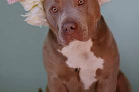 Ontario Pc Mpp Introduces Bill To Overturn Provincial Pit Bull Ban Globalnews Ca